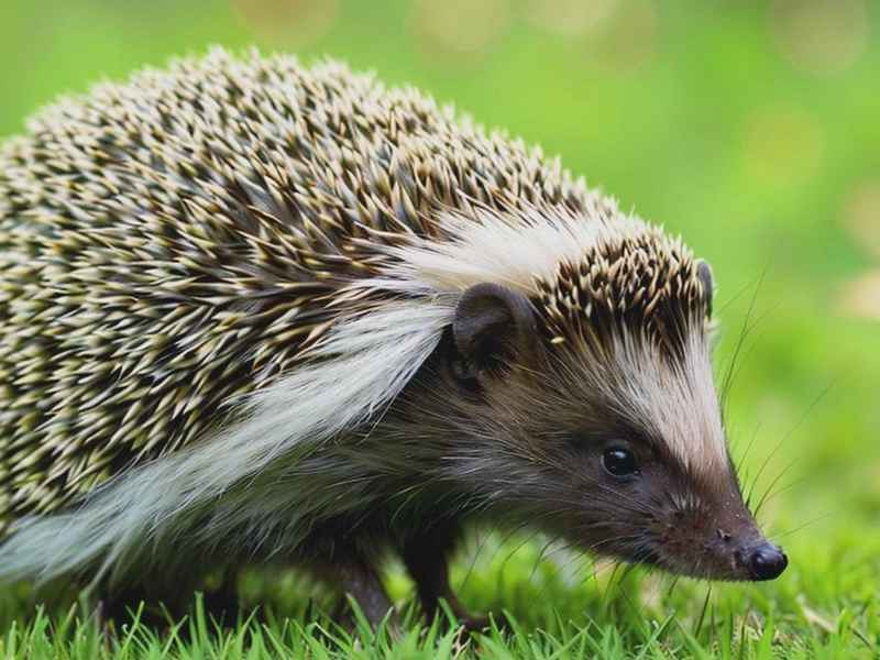 关于刺猬的微信网名、关于刺猬的高级微信名