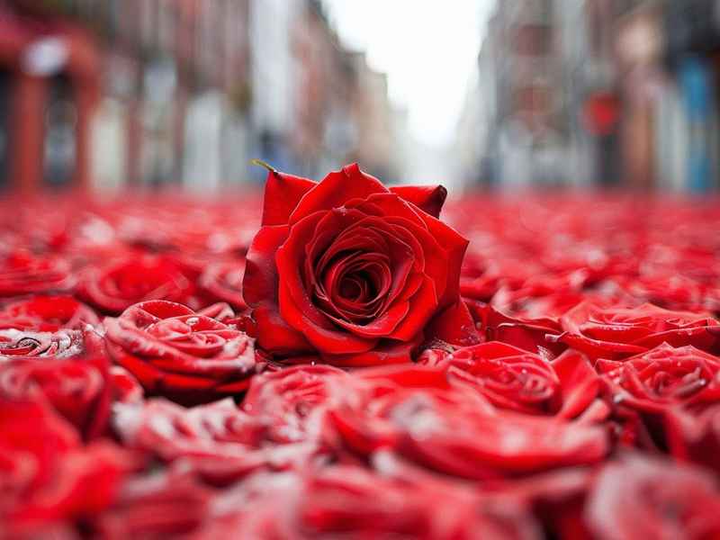 关于花朵网名女生浪漫，关于花朵网名女生浪漫两个字