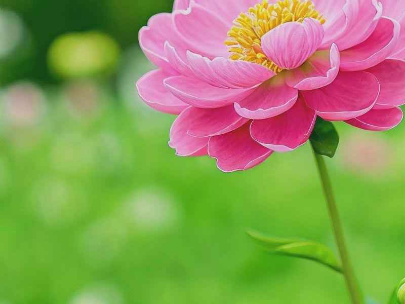 带花的微信网名和头像图片、带花的微信网名和头像图片大全