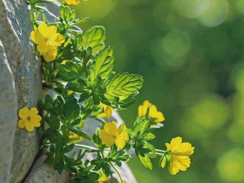 草药微信昵称、草药微信昵称女生