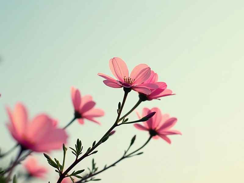 含花的名字的微信名 含花的名字的微信名字大全