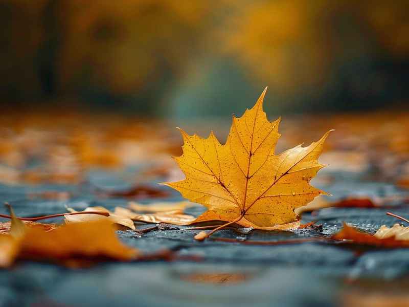 关于秋天的微信网名（关于秋天的微信网名女生）