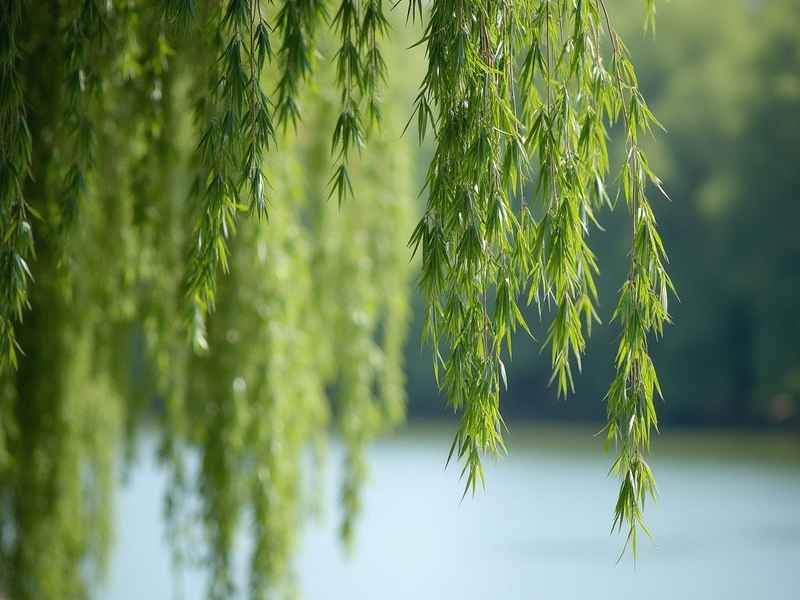 关于杨柳的网名寓意好的 - 关于杨柳的网名寓意好的女生