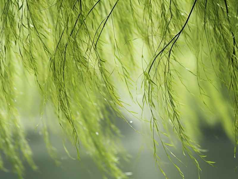 关于杨柳的网名寓意好的 - 关于杨柳的网名寓意好的女生