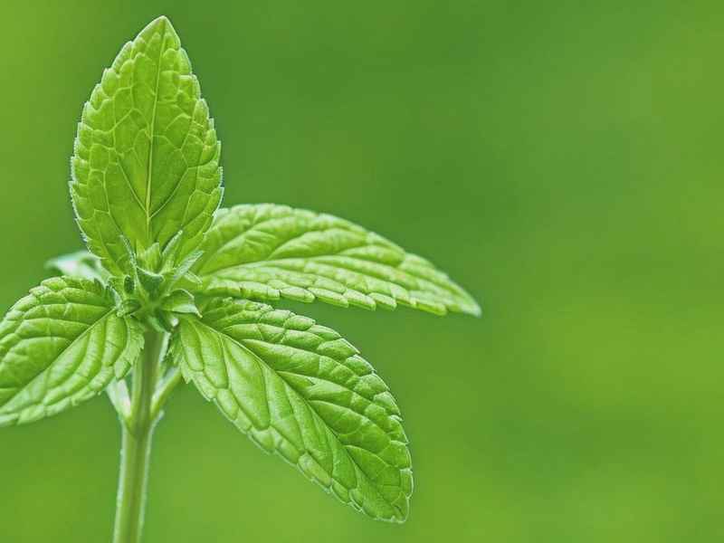 薄荷微凉网名设计、薄荷糖微凉网名设计