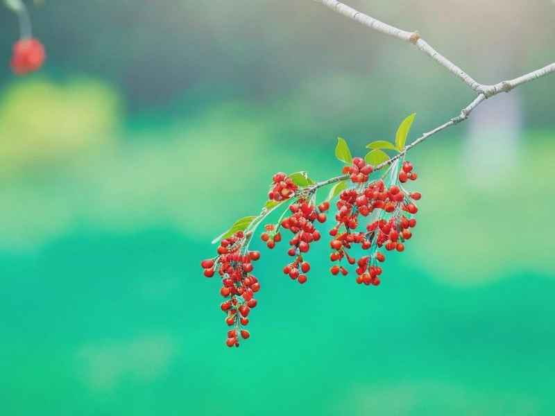 带花椒的网名、带花椒的网名两个字 带花椒的网名、带花椒的网名两个字