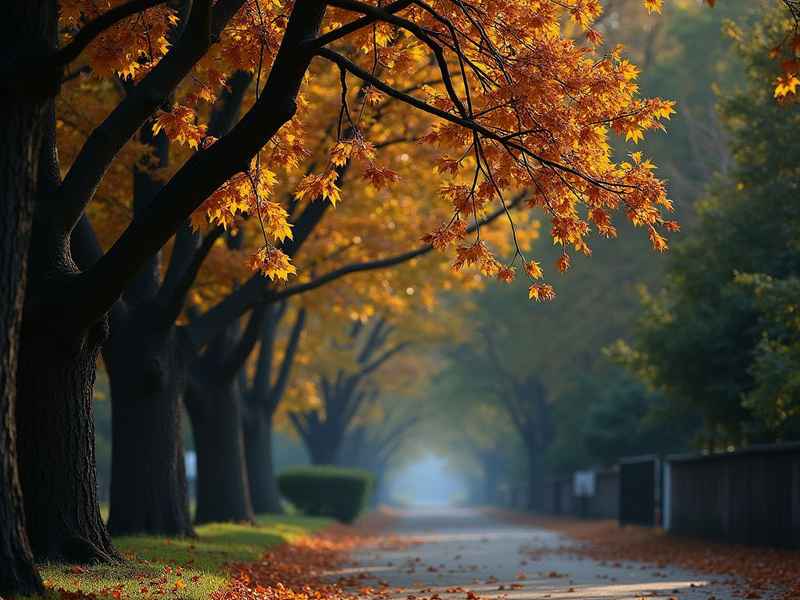 关于梧桐好听微信昵称（关于梧桐好听的网名）