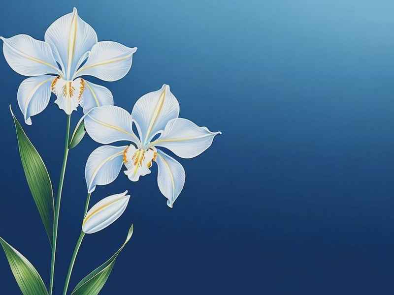 兰字取个什么微信网名、兰字取个什么微信网名好听 兰字取个什么微信网名、兰字取个什么微信网名好听