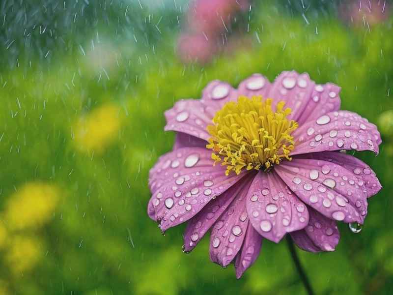 含雨微信网名、含雨微信网名好听吗