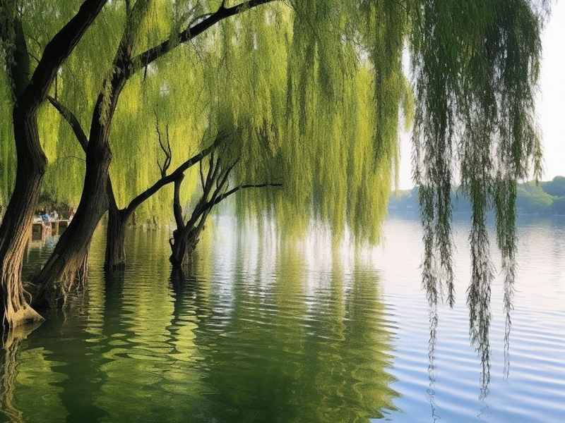 关于杨柳的网名寓意好的 - 关于杨柳的网名寓意好的女生