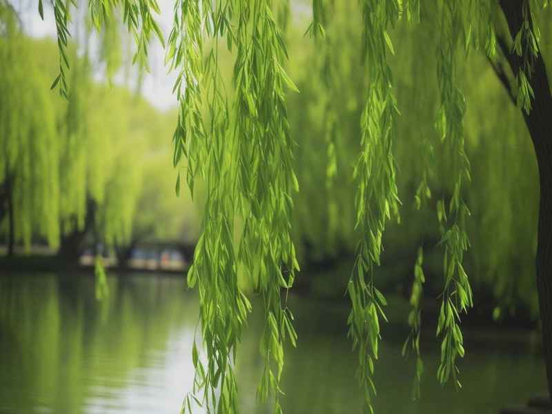带杨柳的微信网名 - 带杨柳的微信网名两个字