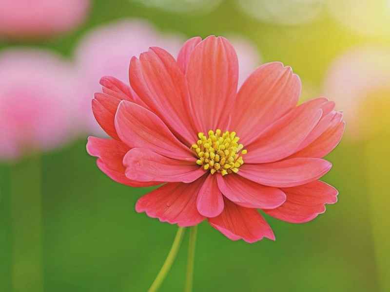 女生微信花朵网名 女生微信花朵网名霸气 女生微信花朵网名 女生微信花朵网名霸气