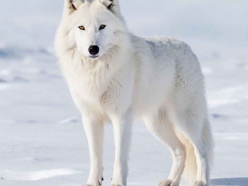 网名西北狼、网名西北狼的含义