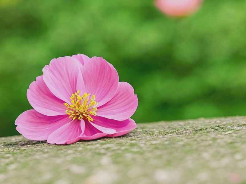 微信网名带花的符号（微信网名带花的符号女生）