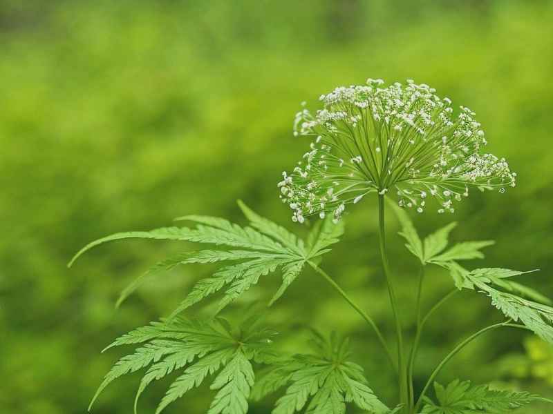 适合做网名的草药名（适合做网名的草药名字）