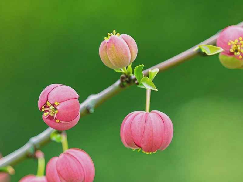 微信网名带花椒的名字 微信网名带花椒的名字怎么取