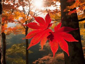 孤独的秋原文，孤独的秋原文在线阅读