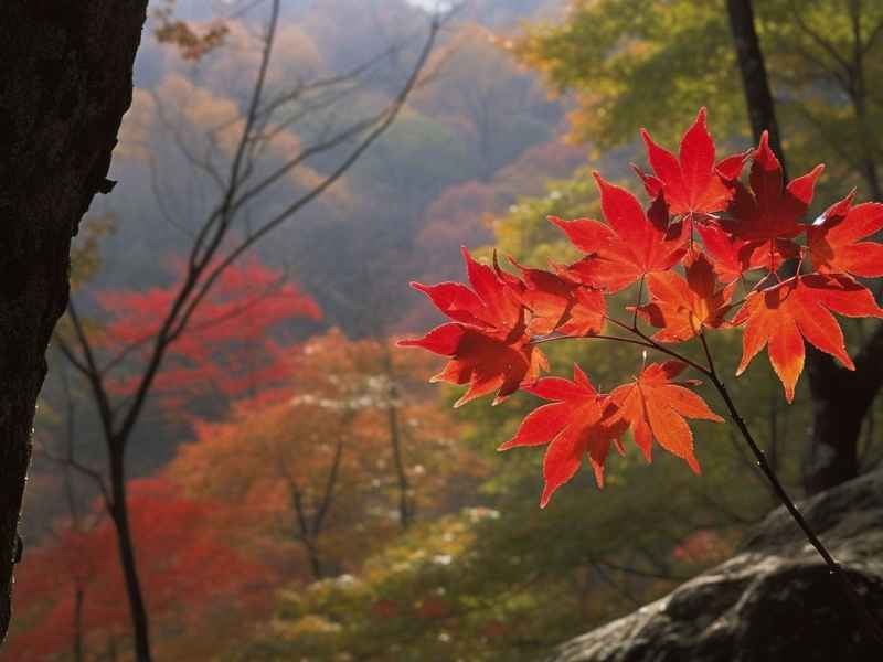 孤独的秋原文，孤独的秋原文在线阅读