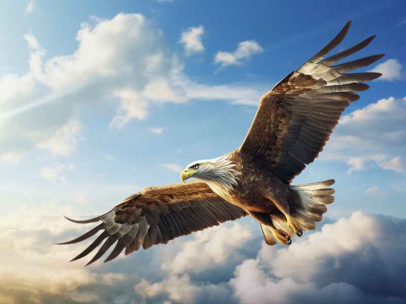 鹰英文怎么读（鹰的英文怎么读发音）